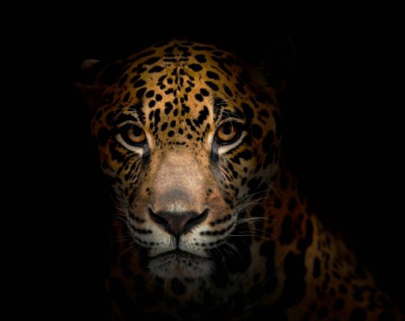 Hallan jaguares en zonas de gran altitud en Ecuador
