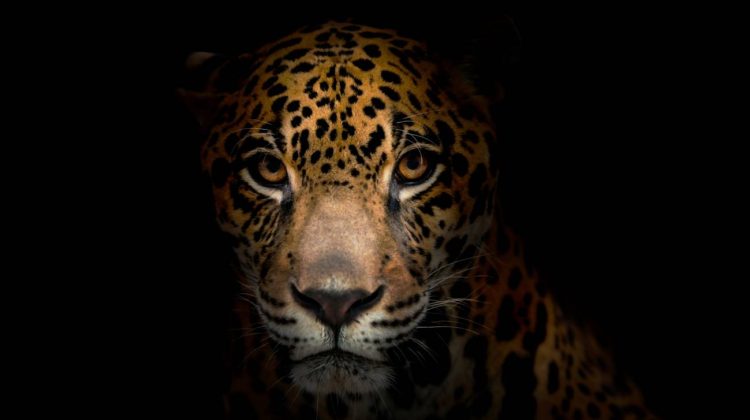 Hallan jaguares en zonas de gran altitud en Ecuador